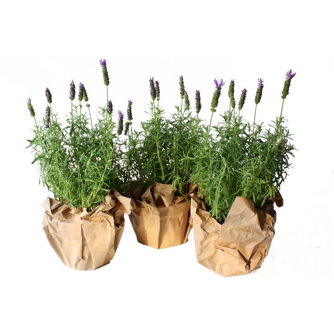 Topfset Lavendel Yard