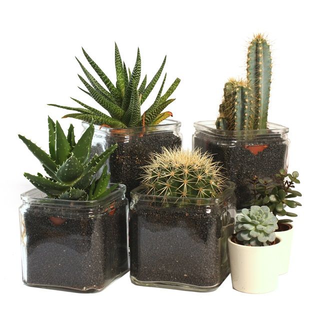 Arrangement Viva Mexico