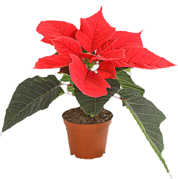 Weihnachtsstern D10 x H15 cm