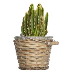 Pflanze Felsenkaktus