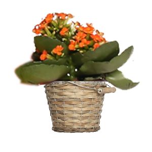 Topf Kalanchoe