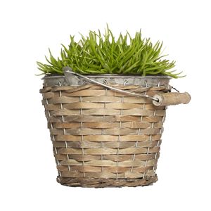 Pflanze Himalaya Gras