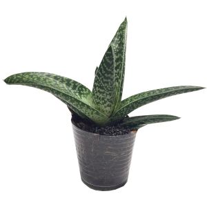 Sukkulente Tiger-Aloe
