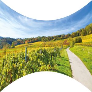 Motivbanner Weinland