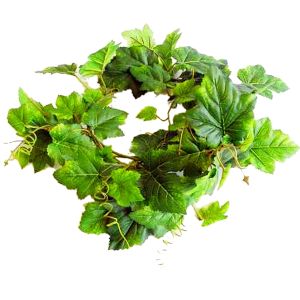 Ranke Wein Grün L180 cm