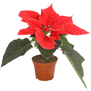 Weihnachtsstern D10 x H15 cm