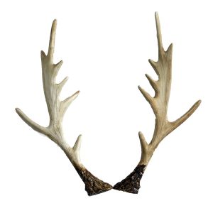 Geweih-Set 2teilig B33 cm