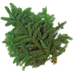 Bund Tannengrün B40 x T40 cm