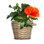Topf Hibiskus