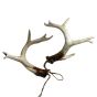 Geweih-Set 2teilig B14 cm