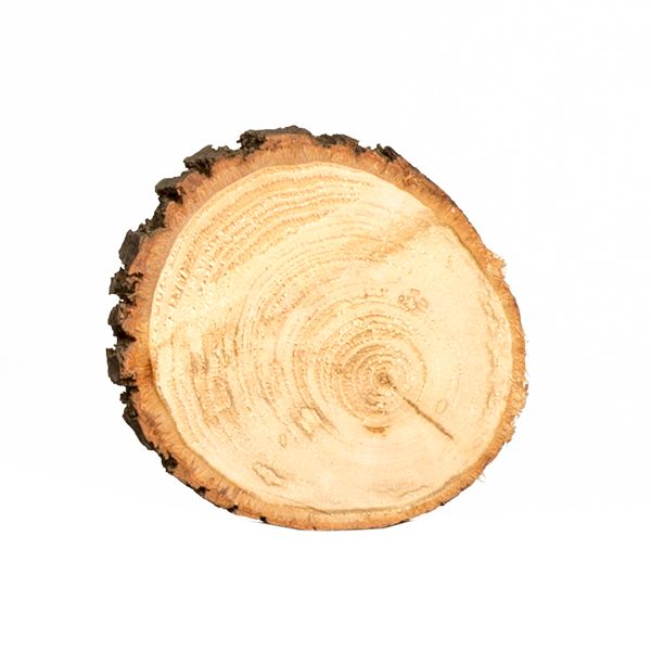 Untersetzer Baumscheibe D18 cm