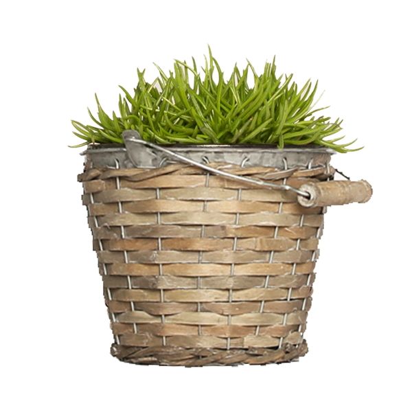 Pflanze Himalaya Gras