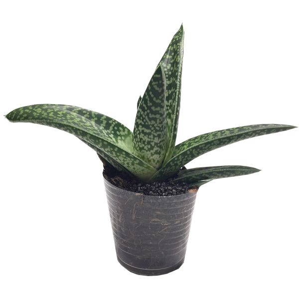 Sukkulente Tiger-Aloe