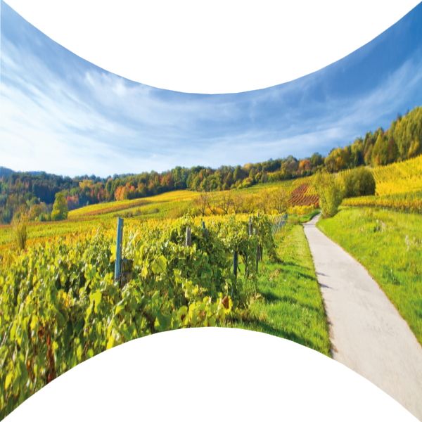 Motivbanner Weinland