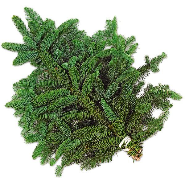 Bund Tannengrün B40 x T40 cm